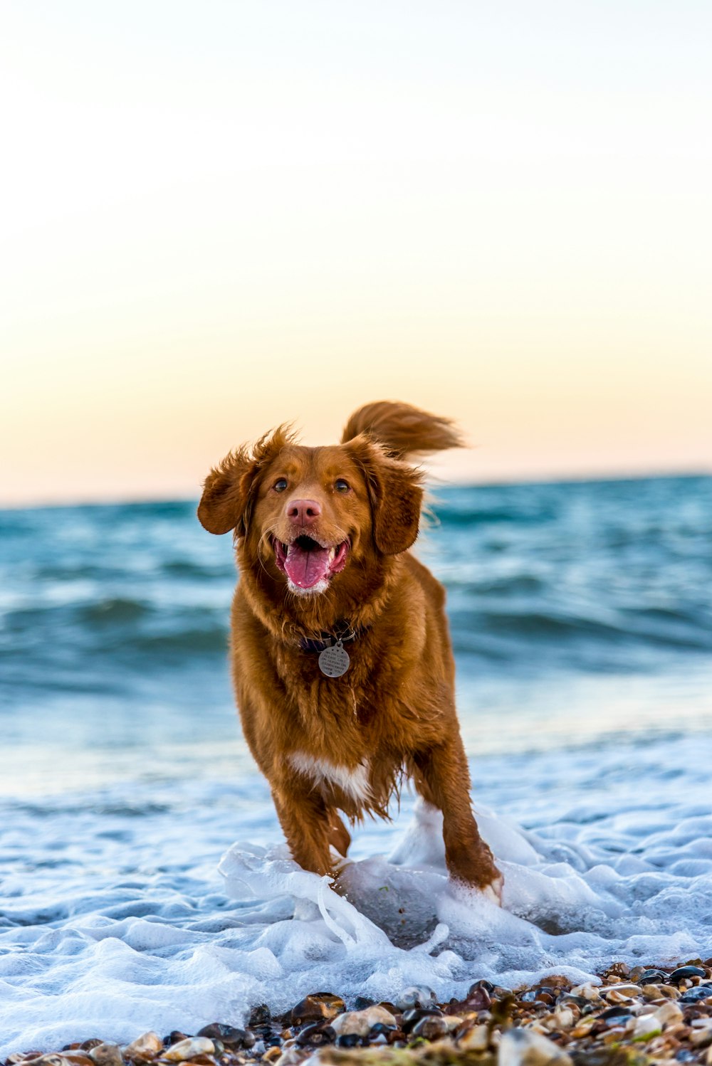 Happy dog on the beach